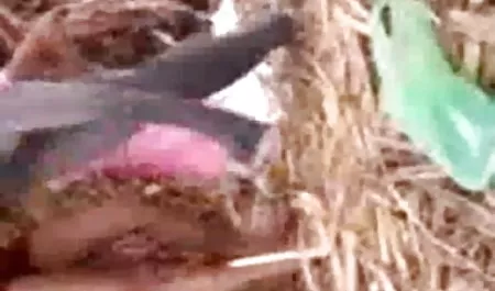 ब्राजील के छिपे हुए इंग्लिश सेक्सी पिक्चर दिखाओ कैम वसा आदमी गोरा गोरा