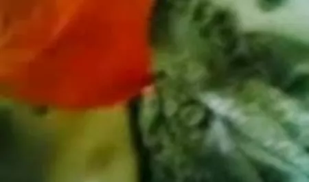 उसकी कसी हिंदी मूवी का सेक्सी वीडियो हुई चूत की चुदाई की